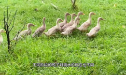 鸭子视频,趣味横生的动物世界瞬间